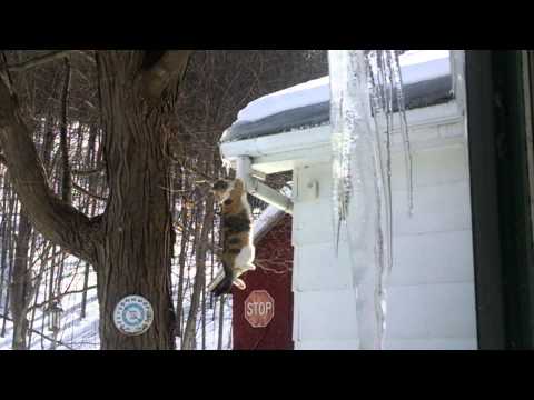 Cat falls off snowy roof