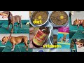 My dogs feeding routine and diet