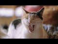 The Woman Who Lives With 1,000 Cats