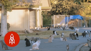 The Woman Who Lives With 1,000 Cats Resimi