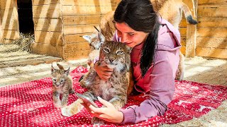 LYNXES MEET THEIR KITTENS AFTER A WEEK / Lynxes can be very affectionate