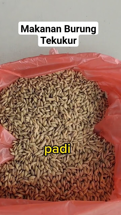 PAKAN BURUNG TEKUKUR‼️#videoshort #shorts
