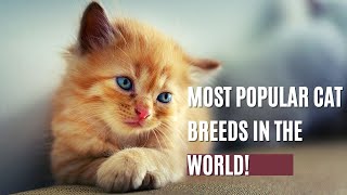 Descubra as raças de gatos mais populares do mundo! by Fatos Curiosos dos Felinos  10 views 1 year ago 3 minutes, 34 seconds
