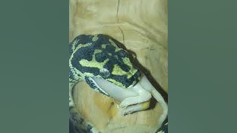 Jungle carpet python eating part 2