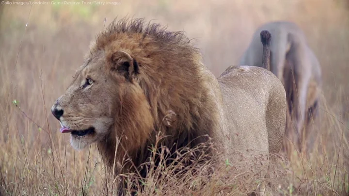 Lions maul suspected rhino poachers on African game reserve