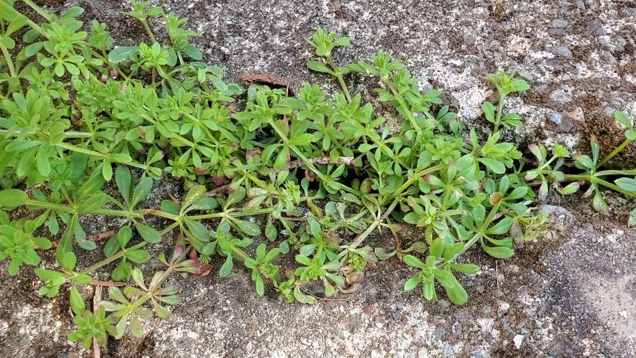 Young Cleavers YouTube