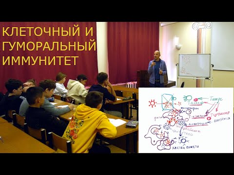 Клеточный и гуморальный