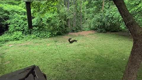 High Flying Leaping Squirrel with Landing in Super Slow Motion