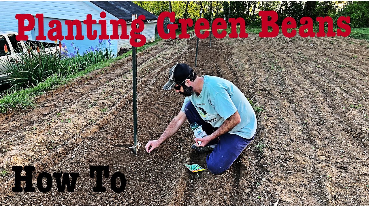 How To Plant Green Beans | Planting Green Beans | How To Grow Green Beans - YouTube