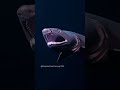 300 teeth. Unchanged for 80 million years 🦈🦷 #frilledshark #deepsea #AI