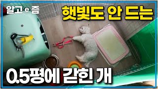 24시간 갇혀 사는 개. 아기가 근처에 오면 공격적으로 돌변하는 말티즈 │세상에 나쁜 개는 없다│알고e즘