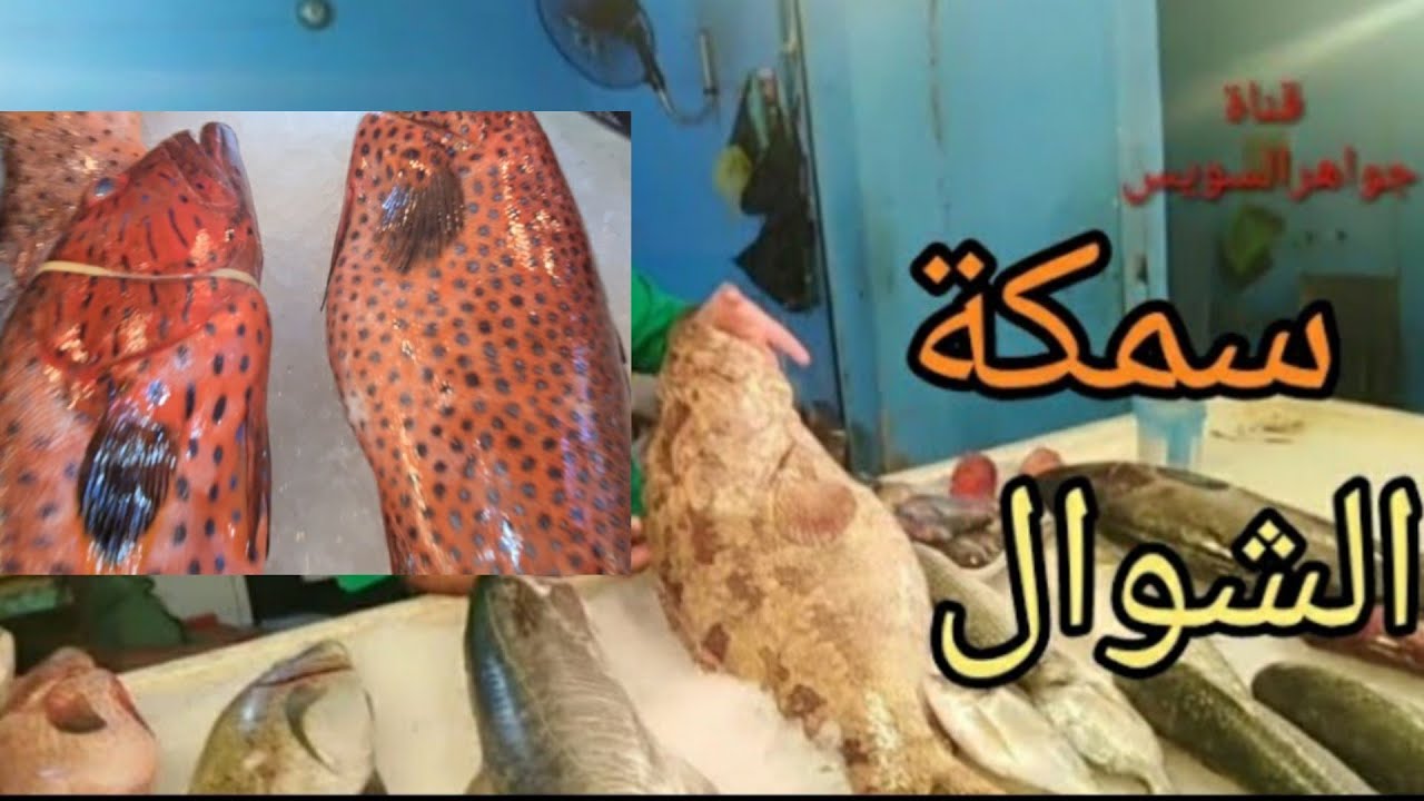 خلي بالك من السمكة دي ليست هامور وتباع أنها هامور