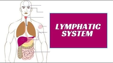 Lymphatic System Part 2
