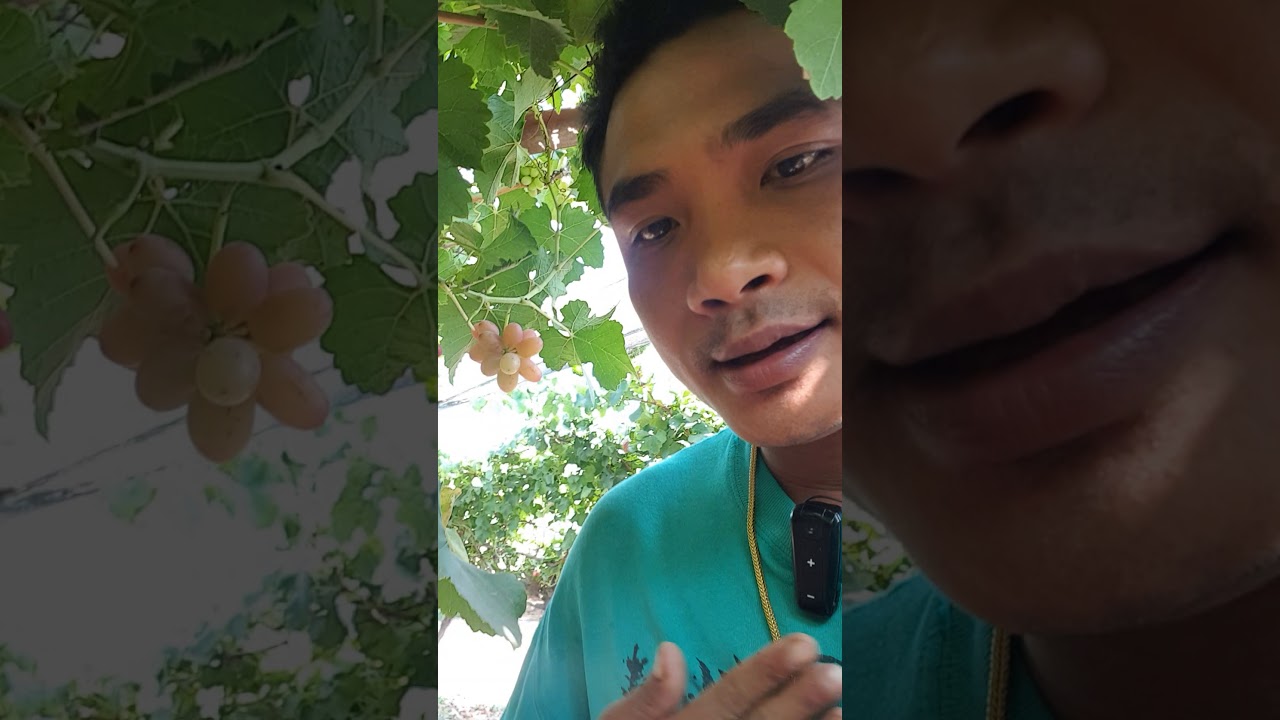 มาชมมาชิมองุ่นพันธ์ กิมสันซีดเลด องุ่นแดง