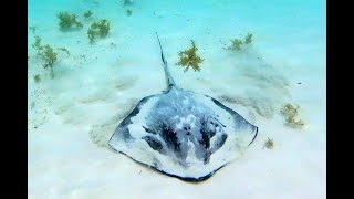 Swimming with a Stingray