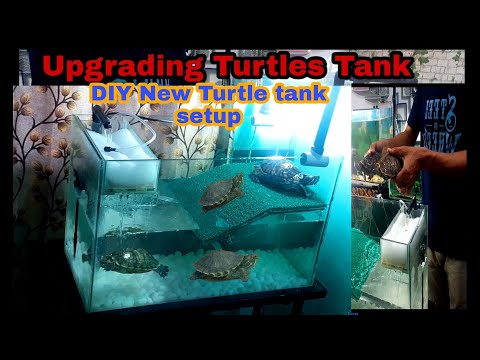 How To Setup New Turtle tank for Big Turtles 🐢 #sliderturtle