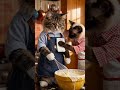 Cute cats making pancakes = instant happiness 😻🥞 #cutecats #catcooking