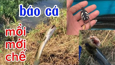 câu cá lóc | thần mặt trời đi câu cá | rong chơi miền tây #fishing #lurecaloc #cantre