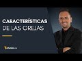 Características de las orejas