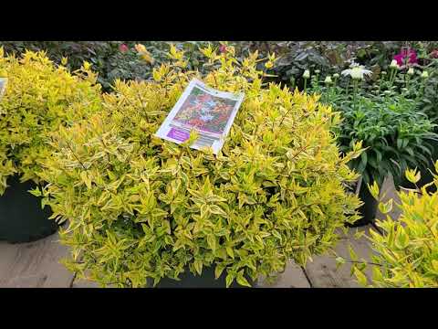 Abelia &rsquo;Kaleidoscope&rsquo; (Glossy Abelia) // Amazing, Ever-Changing, COLORFUL Dwarf Shrub