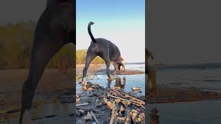 Вдоль берега #music #dj #electronicmusic #puppy #цитатыизкниг #doglife #bulldog #цитатыосмысле