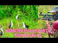 Berburu Ruak Ruak di muara eps. 1 perjalanan