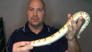 New Male Superfly ball python :)