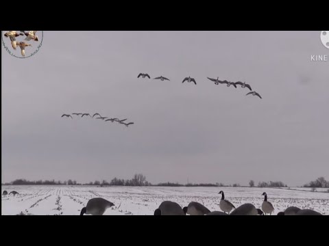 Kaz Avı Goose Hunting اصطياد الاوزة  охота на гуся 8 Kasım 2020