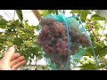 Виноград в теплице второй урожай за один год | Пасынковый урожай винограда 🍇