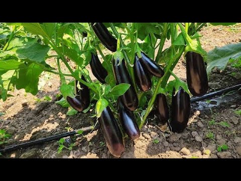 Video: Patlıcan nasıl yetiştirilir ve yüksek verim elde edilir