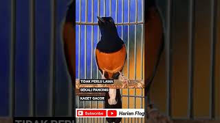 Download Lagu tidak perlu lama sekali pancing kaget murai batu gacor #short #shorts #shortsvideo MP3 Download Lagu tidak perlu lama sekali pancing kaget murai batu gacor #short #shorts #shortsvideo MP3