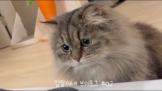 [VLOG] 고양이 일상 브이로그 | 너랑 나 김농부‍ 우리셋의 우당탕탕 일상