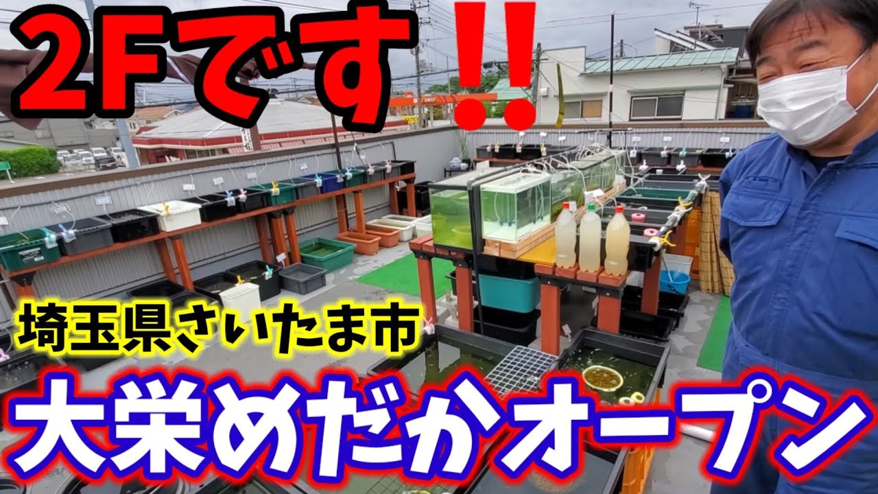 埼玉県‼️品種改良メダカ販売❗大栄めだかオープンしました【株式会社大栄自動車】サファイア.夜桜ホワイト.安らぎAQUAちゃんねる