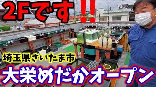 埼玉県‼️品種改良メダカ販売❗大栄めだかオープンしました【株式会社大栄自動車】サファイア.夜桜ホワイト.安らぎAQUAちゃんねる