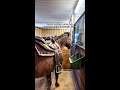 Horseback riding in Sweden
