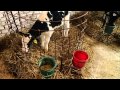 Как вырастить тёлку. How to grow a healthy calf.