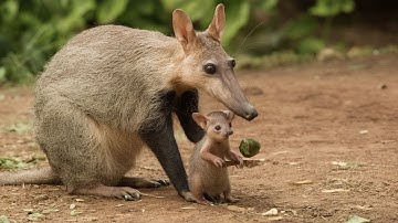 Amazing Aardvark Nature