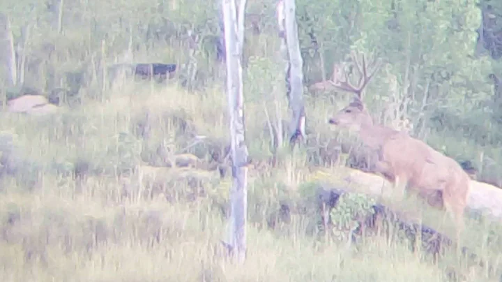 Utah Mule Deer Buck in Velvet