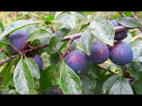 Video: Yuav Ua Li Cas Ua Kom Plum Jam Nyob Rau Hauv Lub Cooker Qeeb