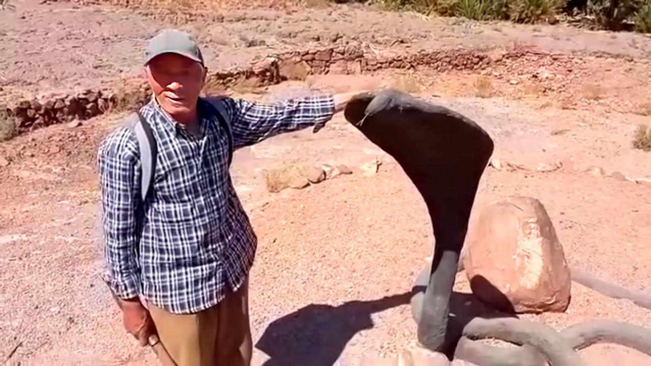 🔴يا ربي السلامه أفعى الكوبرا  دخلت لا احد المنازل اصحابها في في خوف وهلع شوفوا فين لقيتها مخزونه 😱☝️