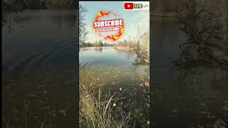 БЕСЕН ШАРАН "ЗАПАЛИ" АВАНСА 🤯😨😁🎣 #daiwa #fishing #риболов #carp #шаран