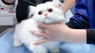 Kitten Screaming At The First Hospital by サウナ猫しきじ 18,946 views 2 months ago 9 minutes, 43 seconds