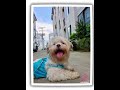 ALFIE#pet #pets #pethotel #dog #cat #dogs #cats #petboarding