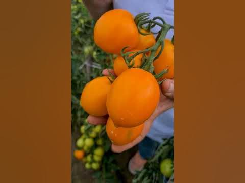 Лучший томат для консервирования. Урожайный томат для теплиц и ...