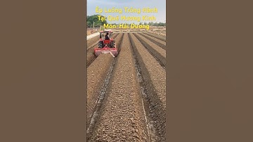 Bác chủ ép luống trồng hành đẹp nhất thị xã