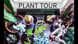 SUCCULENT TOUR  MES PLANTES SUCCULENTES VONT ÊTRE PLUS BELLES QUE