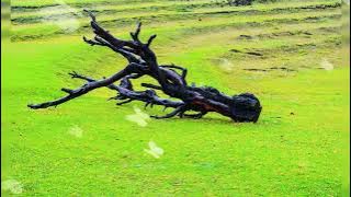 🍋🍋 Lemon Cake cute || aesthetic background music || Free music