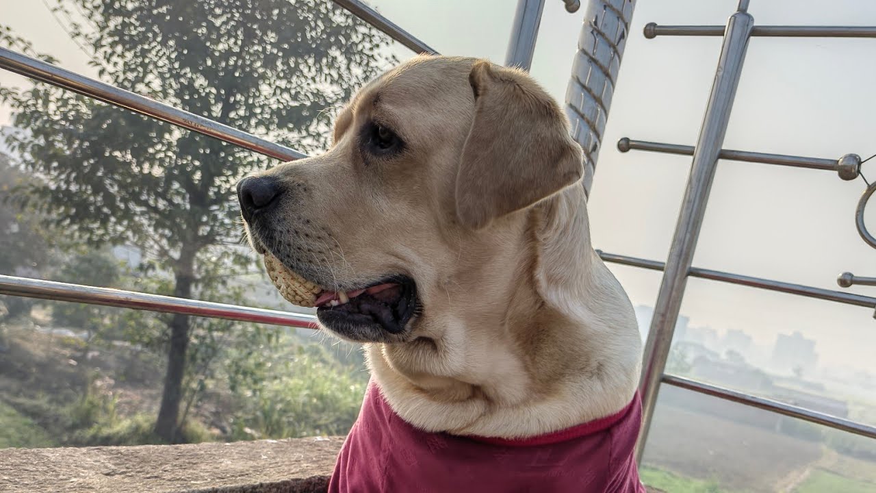 Labrador lover is live