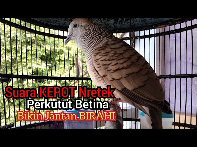 Suara KEROT NRETEK perkutut Betina memanggil jantan ,menjadikan Perkutut lokal gacor dg cepat class=