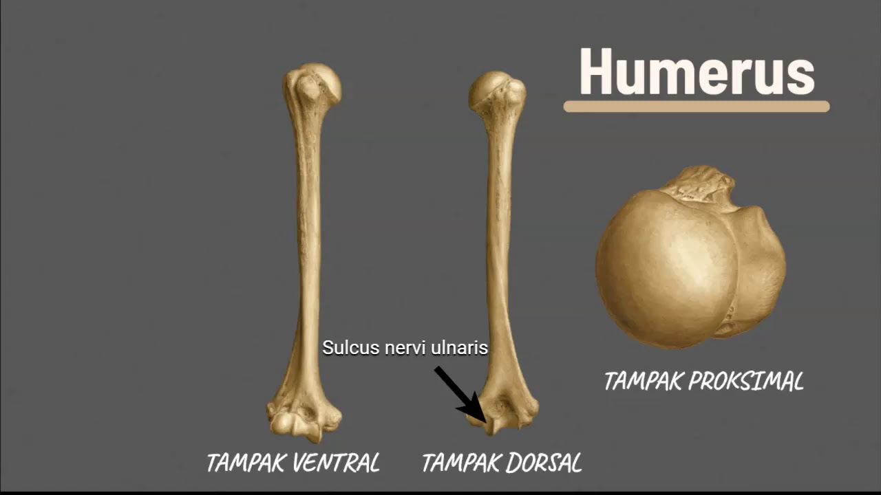 [Anatomy the MOVIES] Skeletal Ekstremitas Superior